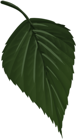 leaf